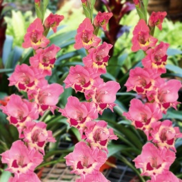 Gladiolus Cindy Gladiolus Cindy