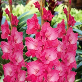 Gladiolus Fairy Tale Pink Gladiolus Fairy Tale Pink