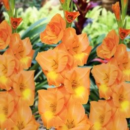 Gladiolus Peach Melba Gladiolus Peach Melba
