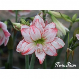Amaryllis Aphrodite Amaryllis Aphrodite
