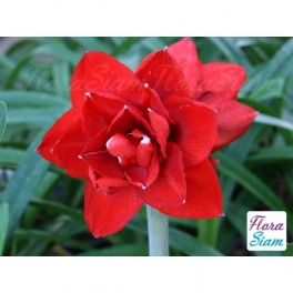 Amaryllis Double King Amaryllis Double King