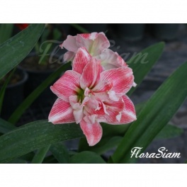 Amaryllis First Love Amaryllis First Love