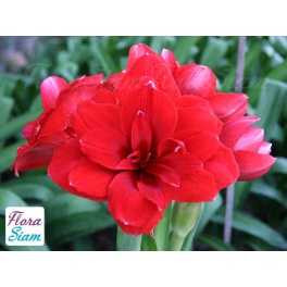 Amaryllis Double Dragon Amaryllis Double Dragon