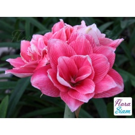 Amaryllis Double Dream Amaryllis Double Dream
