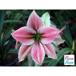 Amaryllis Exotic Star Amaryllis Exotic Star