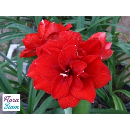 Amaryllis Inferno Amaryllis Inferno