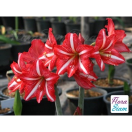 Amaryllis Santos Amaryllis Santos