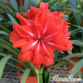 Amaryllis Double Circus Amaryllis Double Circus