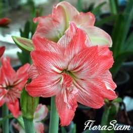 Amaryllis Lady Jane Amaryllis Lady Jane
