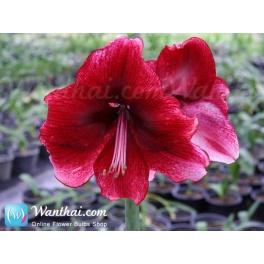 Amaryllis Daphne XXL Amaryllis Daphne XXL
