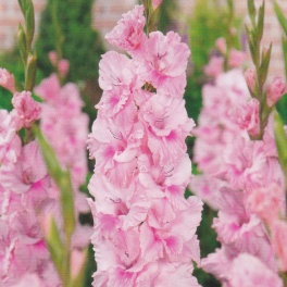 Gladiolus Tampico Gladiolus Tampico