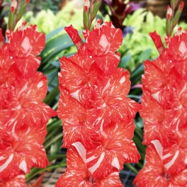 Gladiolus Tampico Gladiolus Tampico