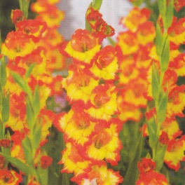 Gladiolus Tampico Gladiolus Tampico