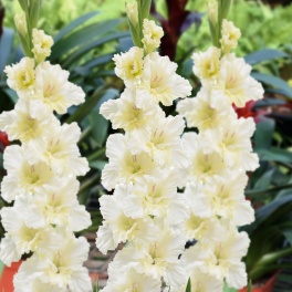 Gladiolus Flevo Cheers Gladiolus Flevo Cheers